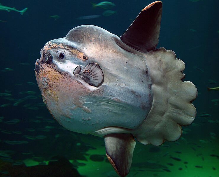 Common Mola (Ocean Sunfish)