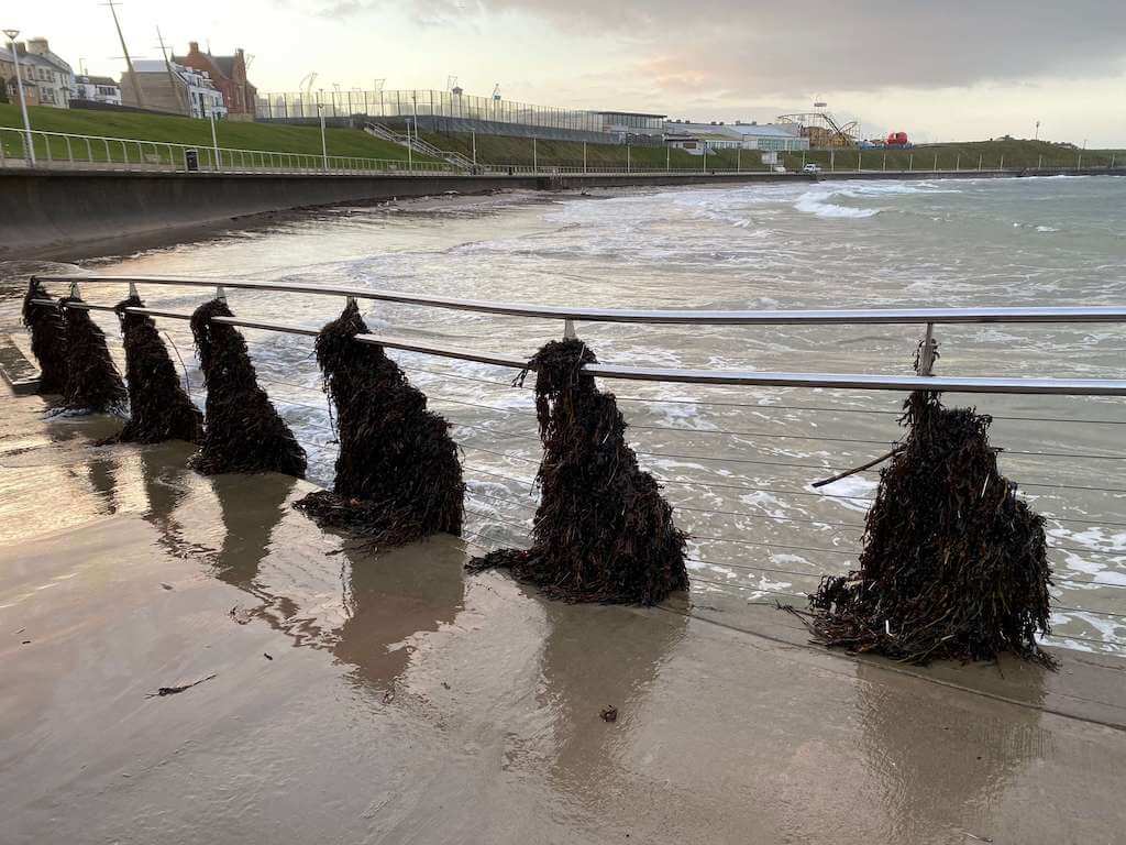 Seaweed at West Strand Promenade 2020